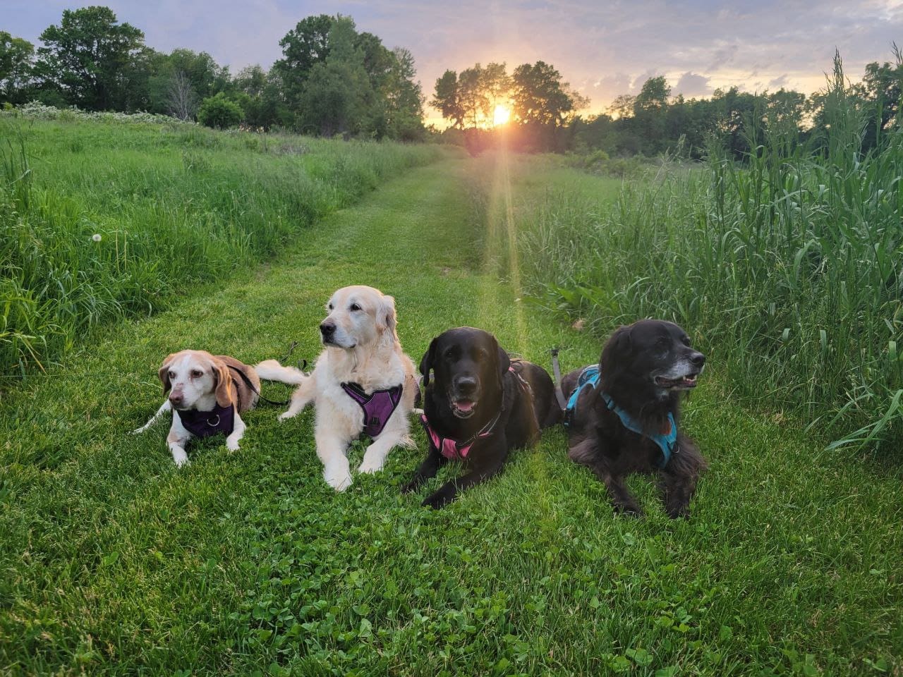 Acadia's Friends, four dogs, a beagle, a golden retriever, and two black labs, sitting in a field, posing as the sun sets