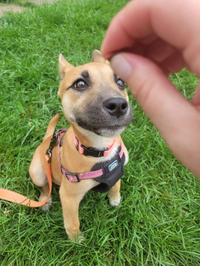 Acadia Looking Up at a Treat